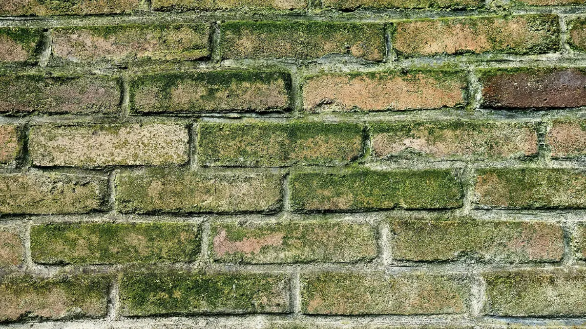 basement mold and moisture stains on a porous red brick wall
