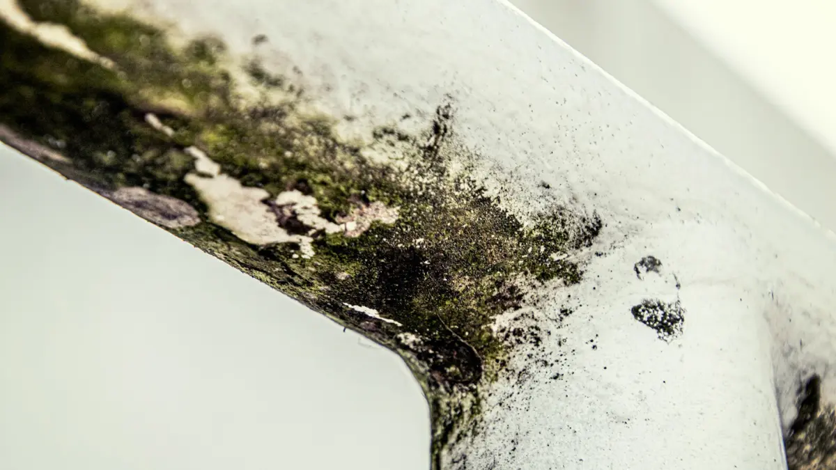 black mold removal cleaning solutions required for deep mold fungus growth close-up macro texture view