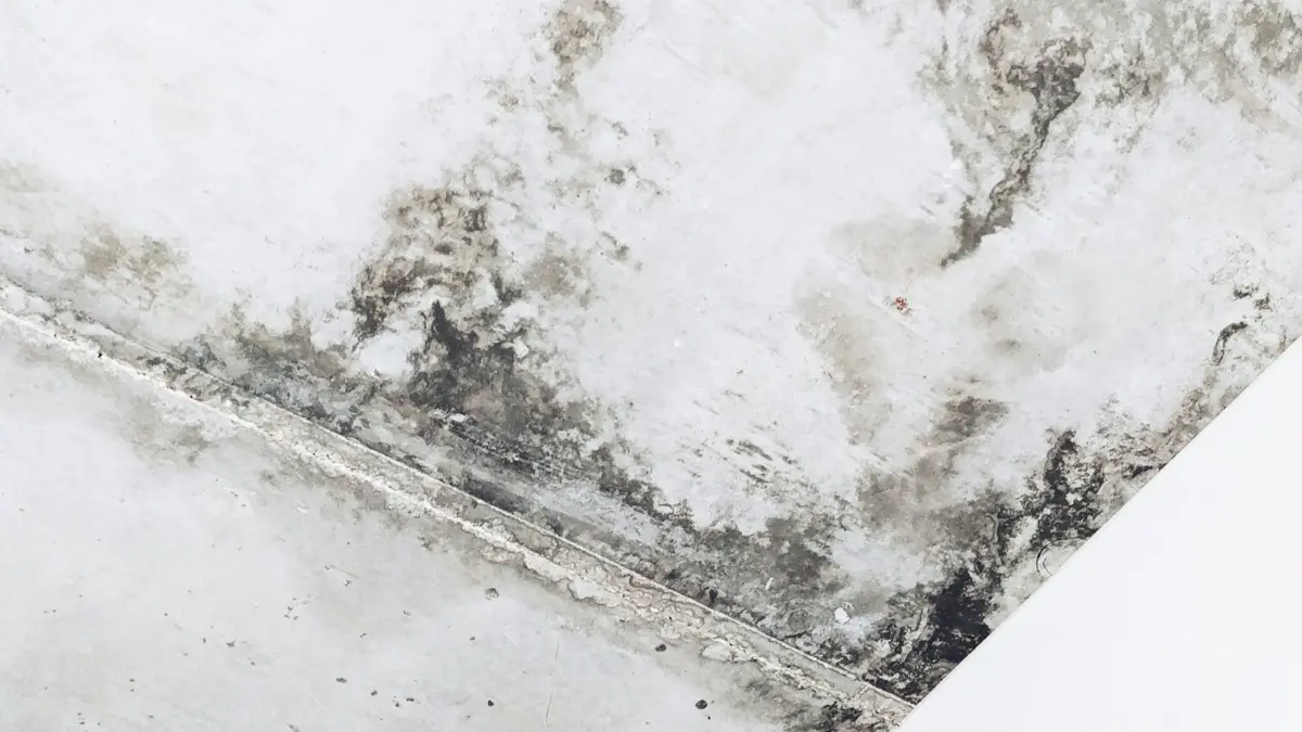 black mold removal identification guide damp concrete wall with surface discoloration and staining