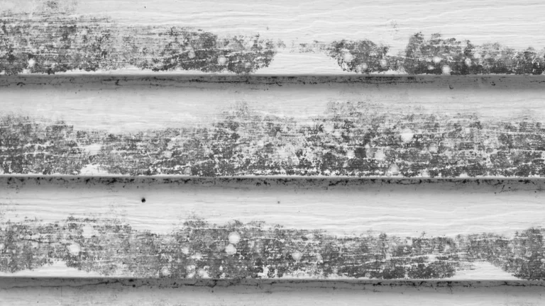 black mold removal signs on wooden wall with peeling paint and moisture damage behind surface