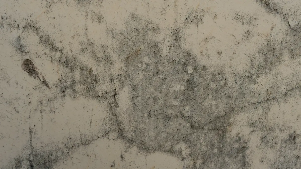 Black Mold Symptoms - Close-up of mold and mildew growing on a textured wall surface