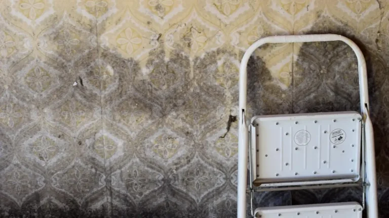 Black mold spreading across an interior home wall — a common DIY mold removal scenario when the patch is under 10 square feet