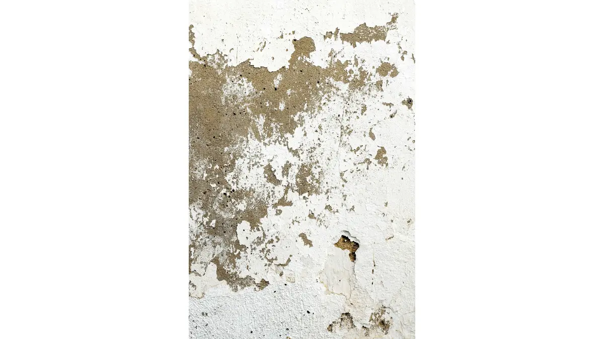 Drywall with visible staining and mold damage close up