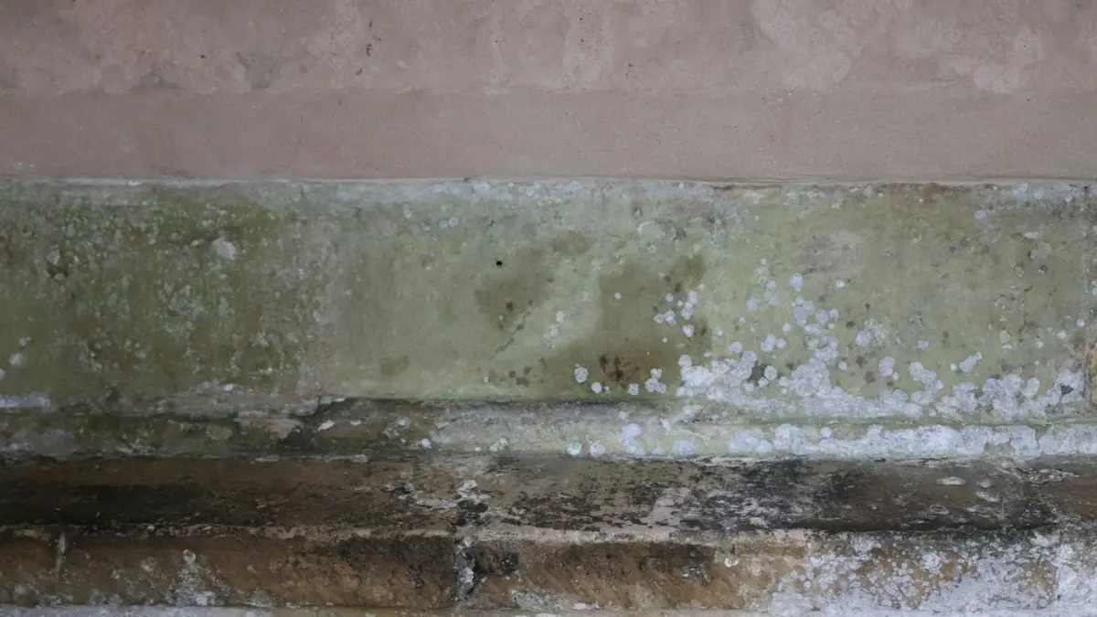 Drywall mold and mildew macro texture highlighting health risk