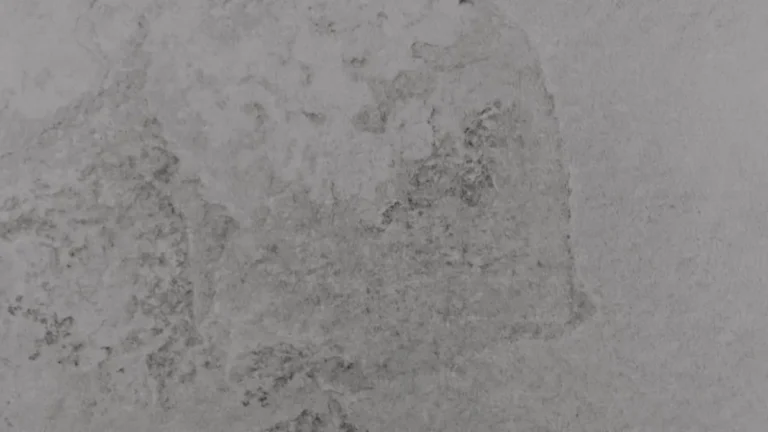 Drywall mold growing on a white interior wall close up
