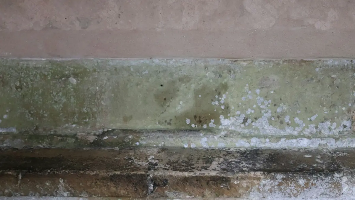 Close-up of mold and mildew on a wall surface — mold remediation complete guide identification
