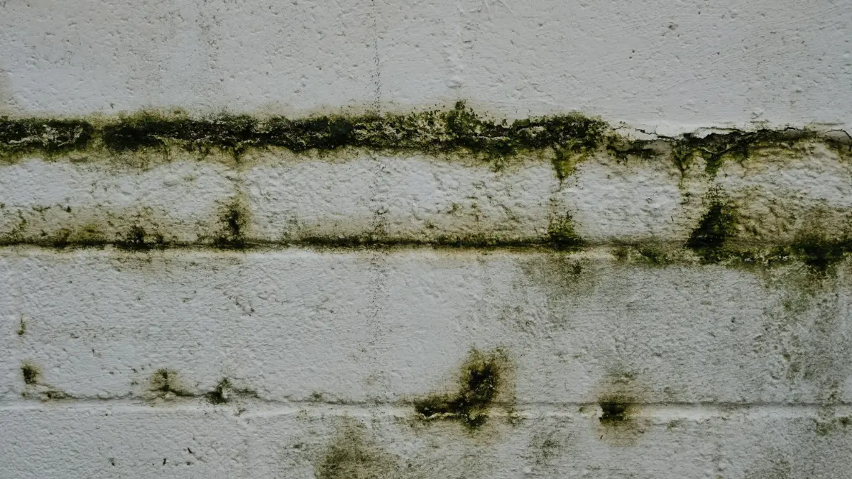 Mold Exposure Symptoms hidden behind dark mold stains, cracks, and surface deterioration on an interior wall.