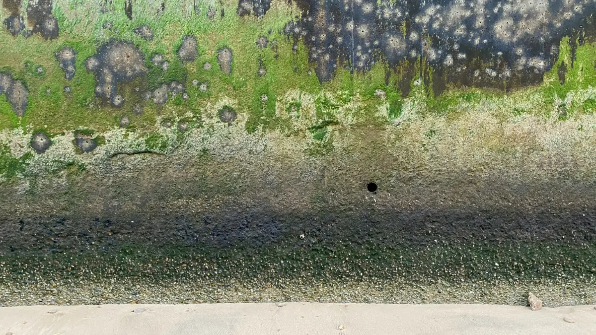 Green biological Mold on Concrete wall indicating active growth and potential health risk level.