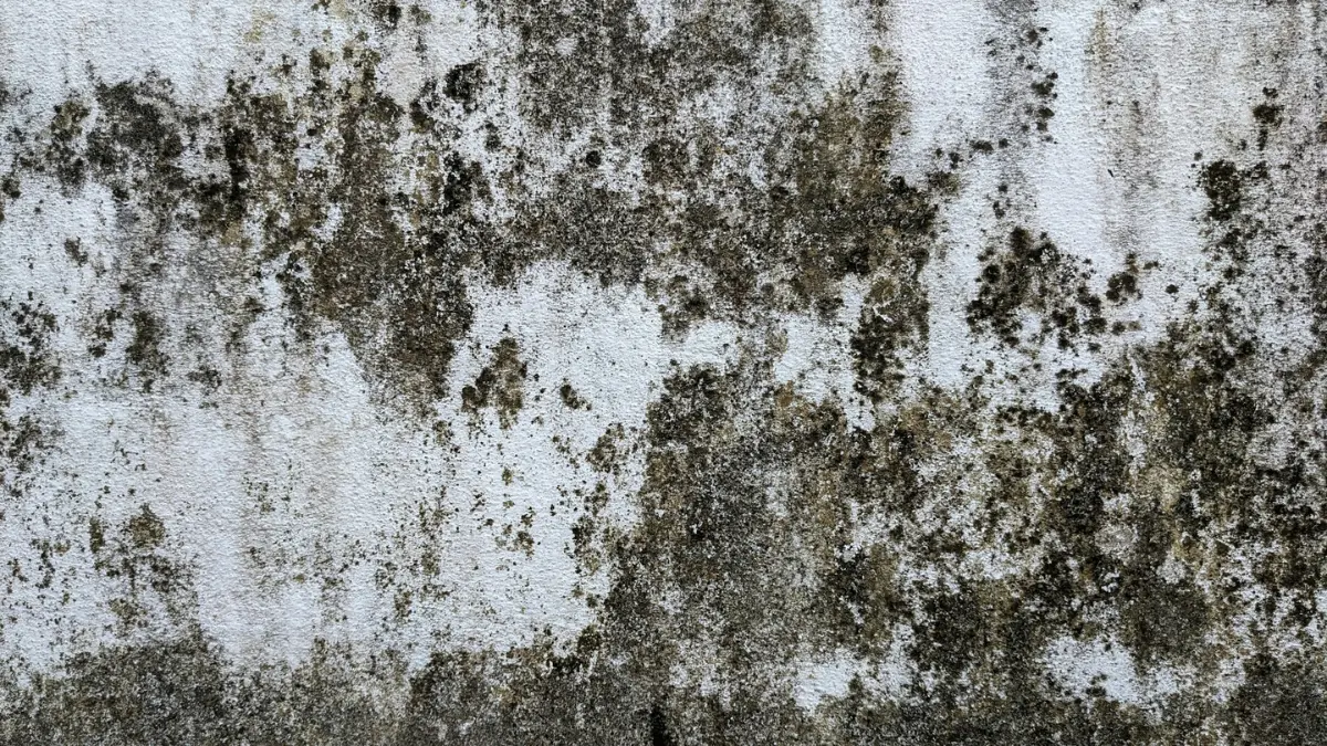 Close-up of dark mold growth spreading across a home wall — mold remediation cost ranges from $500 in bathrooms to over $10,000 for HVAC systems depending on the room