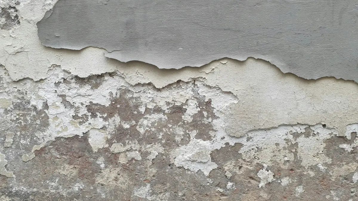 Clean dry wall surface after successful treatment — mold remediation complete guide prevention tips