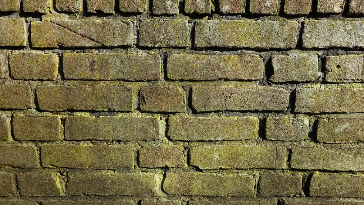 Green mold growth on an interior brick wall — the hidden moisture problem that makes calling a mold remediation company necessary