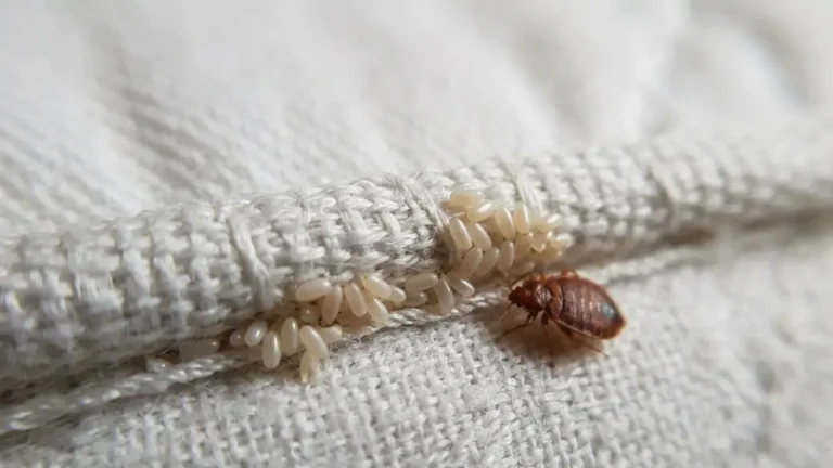 Bed Bug Eggs attached inside a mattress seam with an adult bed bug nearby for size comparison