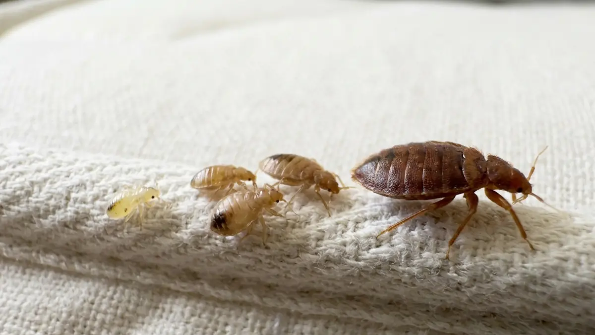 Bed Bugs Live Without Feeding for different lengths of time depending on their life stage