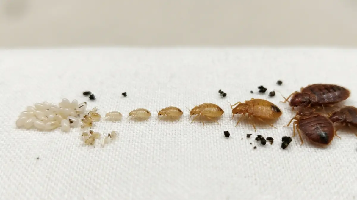 Bed Bugs Spread rapidly through overlapping generations shown across all bed bug life stages