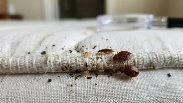 Bed Bugs Spread along a mattress seam with visible eggs, nymphs, and fecal spots