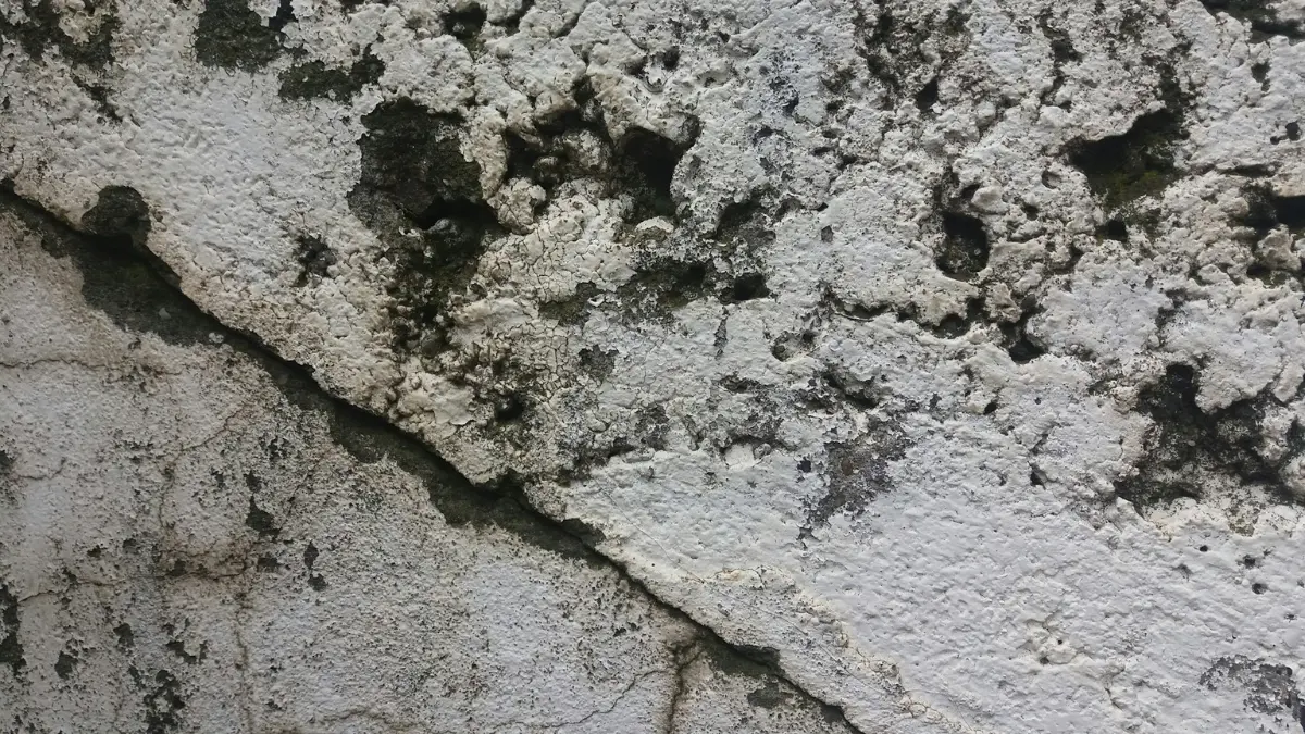 Close-up of black mold and peeling paint on a residential wall showing why a mold inspection is needed.