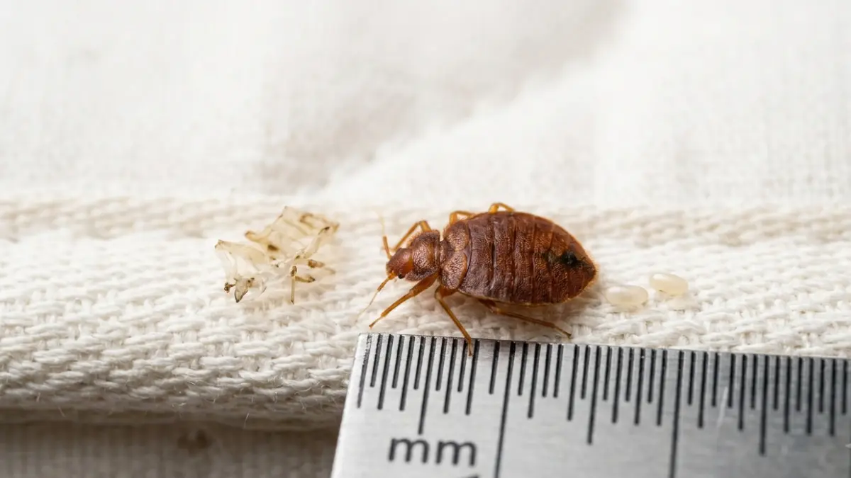 Check a Hotel for Bed Bugs by learning how adult bed bugs, eggs, and shed skins look on a mattress seam.