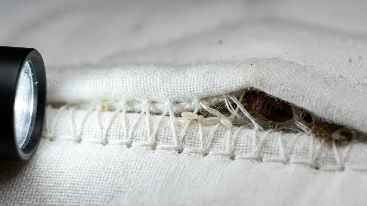 DIY vs Professional Bed Bug inspection showing bed bug eggs hidden inside a mattress seam